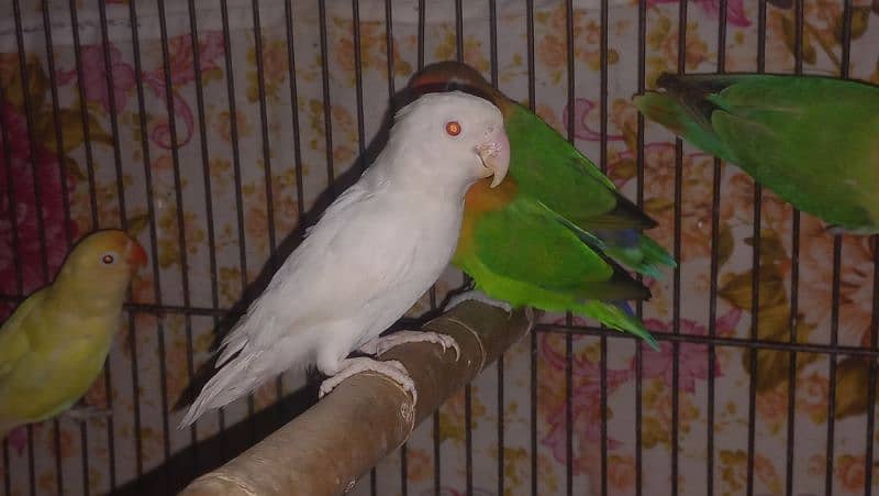 love birds 5