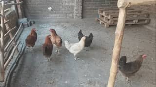 5 female 1 Male hens