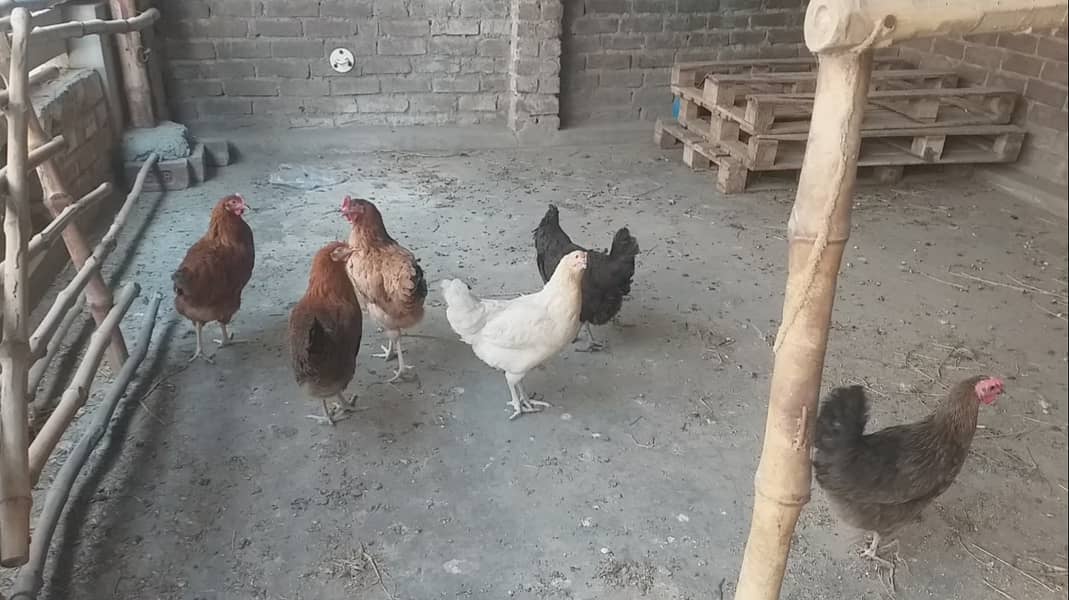 5 female 1 Male hens 0