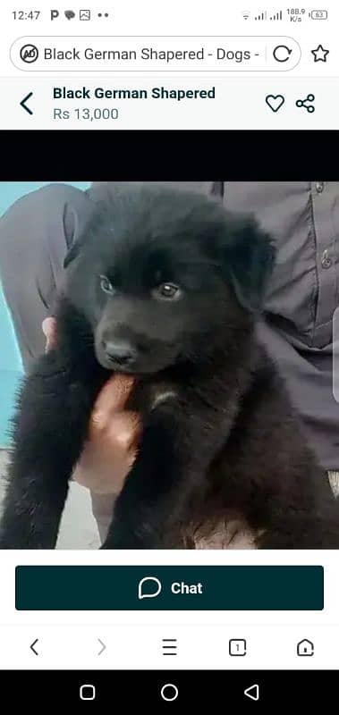 German shepherd puppies available 1