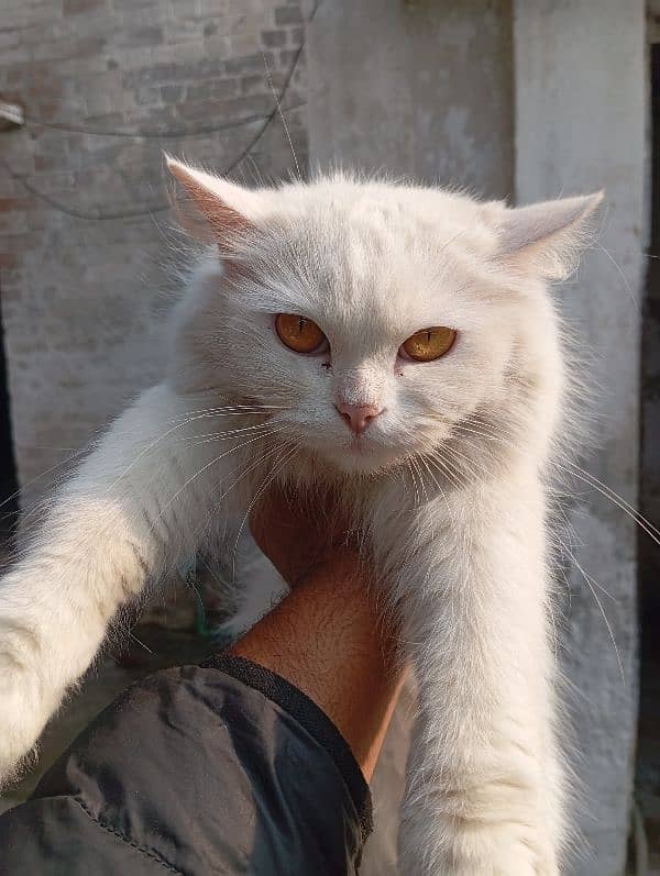 semi punch face Persian 1