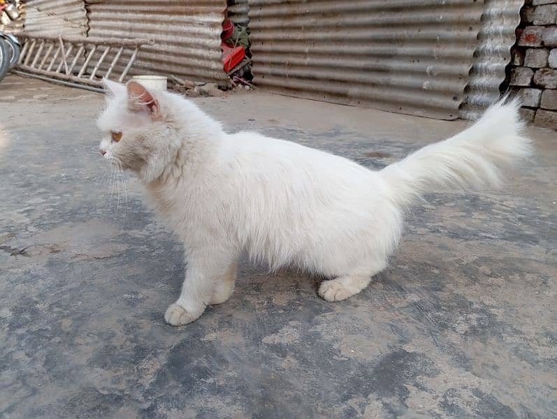 semi punch face Persian 3