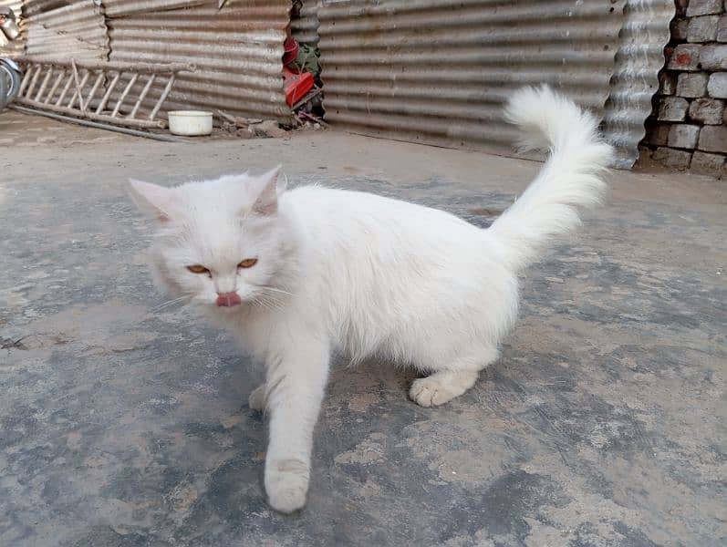 semi punch face Persian 5