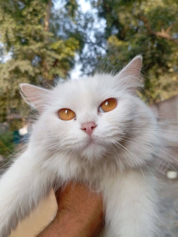 semi punch face Persian 7