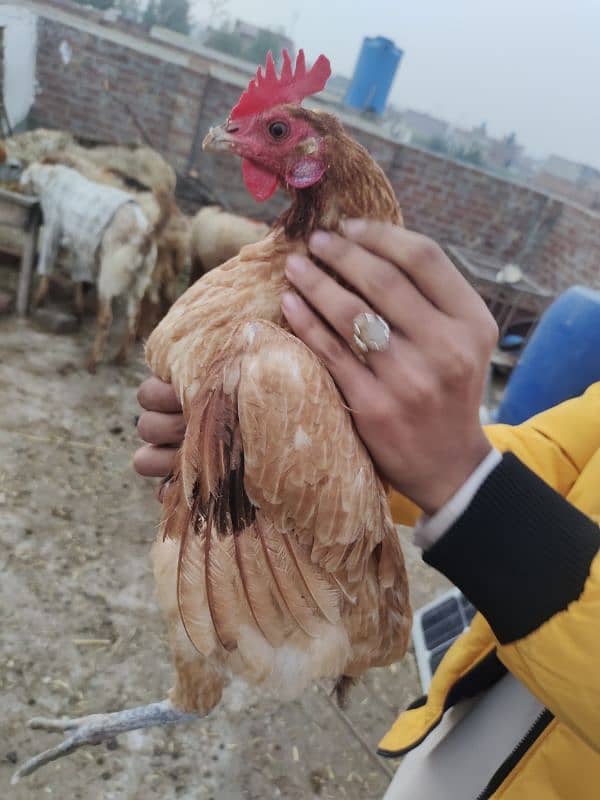 golden misri hen desi murgi 0