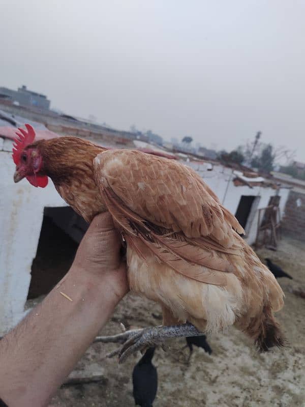 golden misri hen desi murgi 2