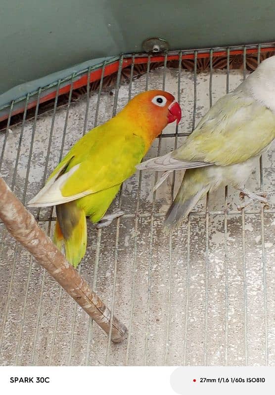 6 lovebirds argent sale 2