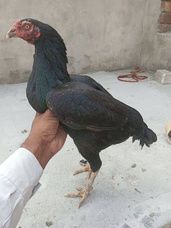 miawali female for sale wat no03020403010 2