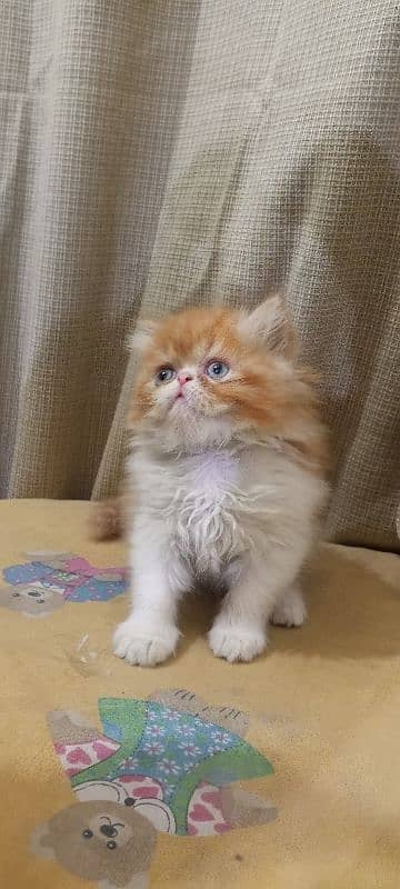 Persian piki face kittens for sale 03280592995 1