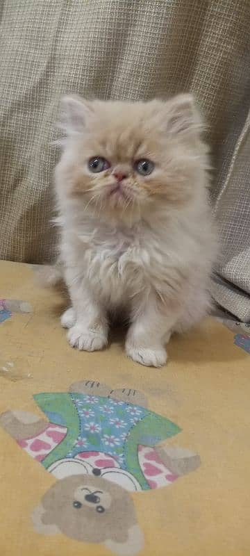 Persian piki face kittens for sale 03280592995 2