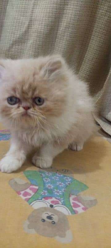 Persian piki face kittens for sale 03280592995 3