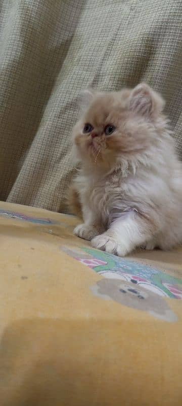 Persian piki face kittens for sale 03280592995 4