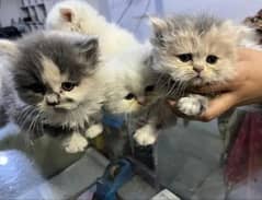 Persian cats  |  Persian kittens | triple coated  kitten | punch face