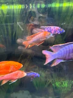 cichlid