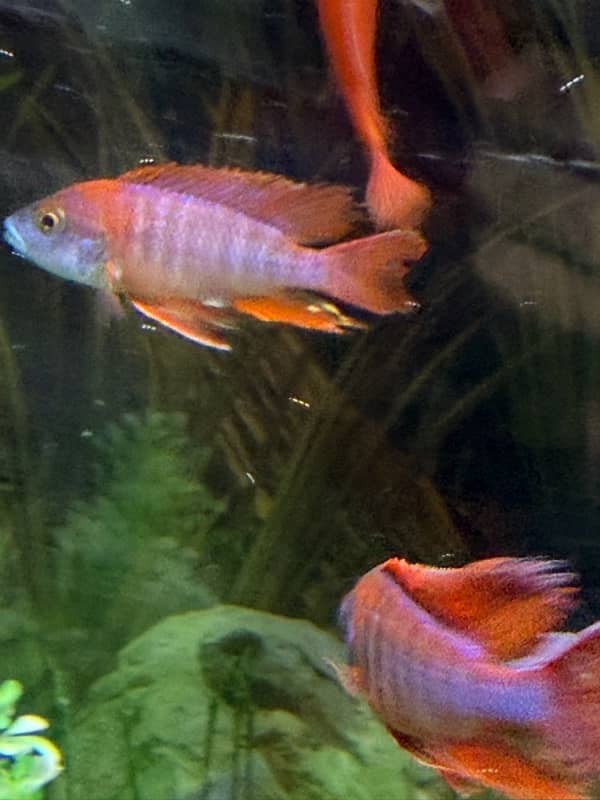 cichlid 3