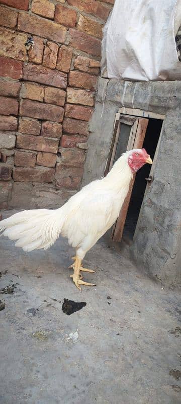 White Heera For sale Full Healdy 1