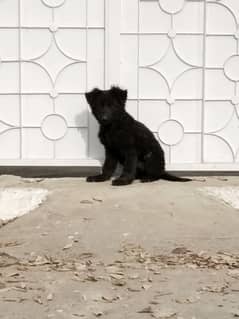 black German Shepherd female dog 2 month age