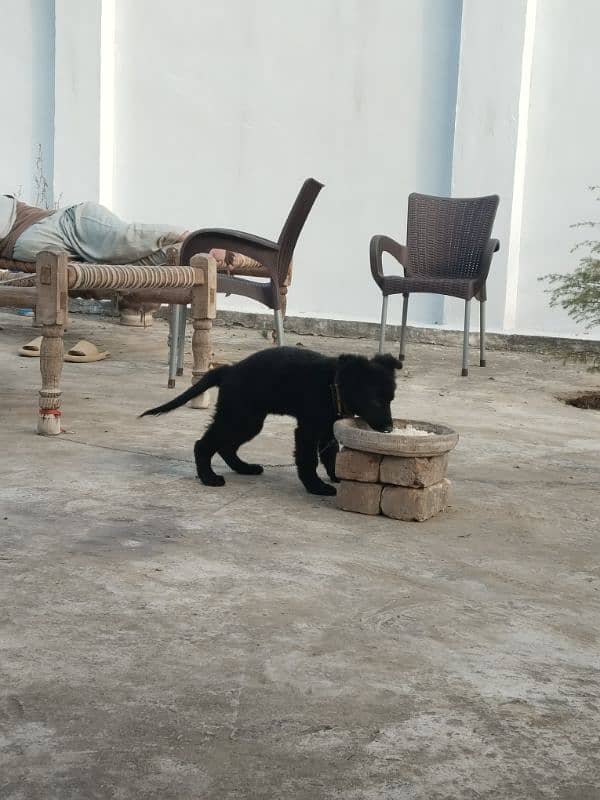 black German Shepherd 3 months non Pedigree 4