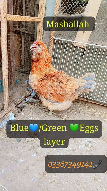 Fancy Blue &green Eggs Dani Wali Rear Breed ka Eggs& Chiks available 2