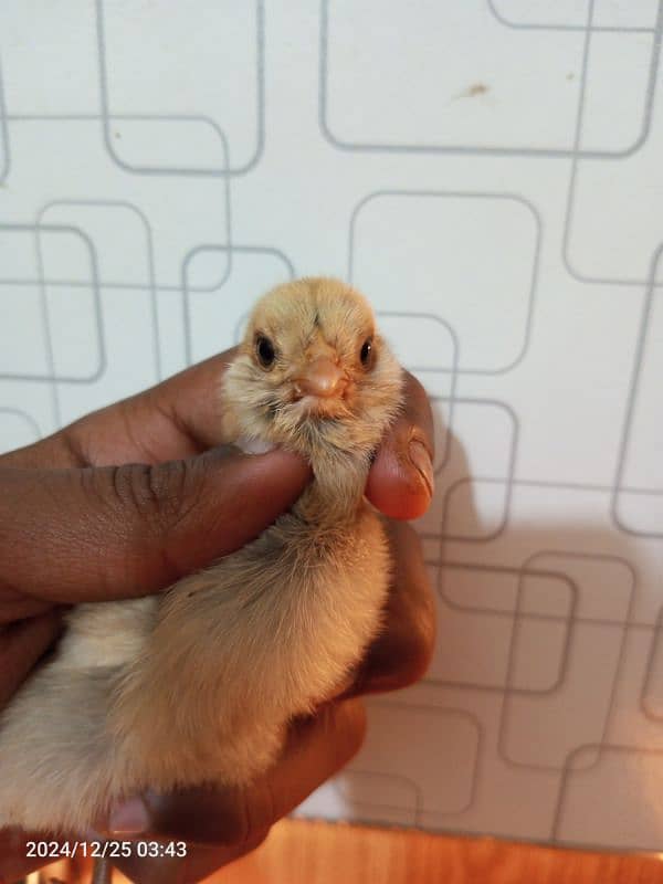 Fancy Blue &green Eggs Dani Wali Rear Breed ka Eggs& Chiks available 6