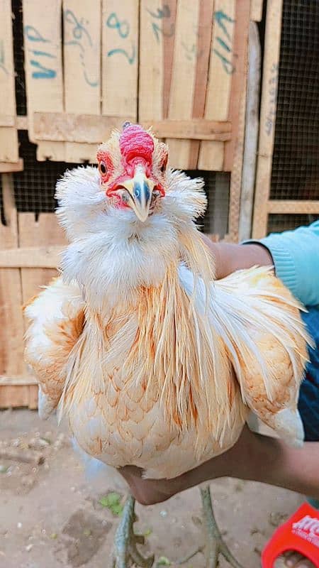 Fancy Blue &green Eggs Dani Wali Rear Breed ka Eggs& Chiks available 7