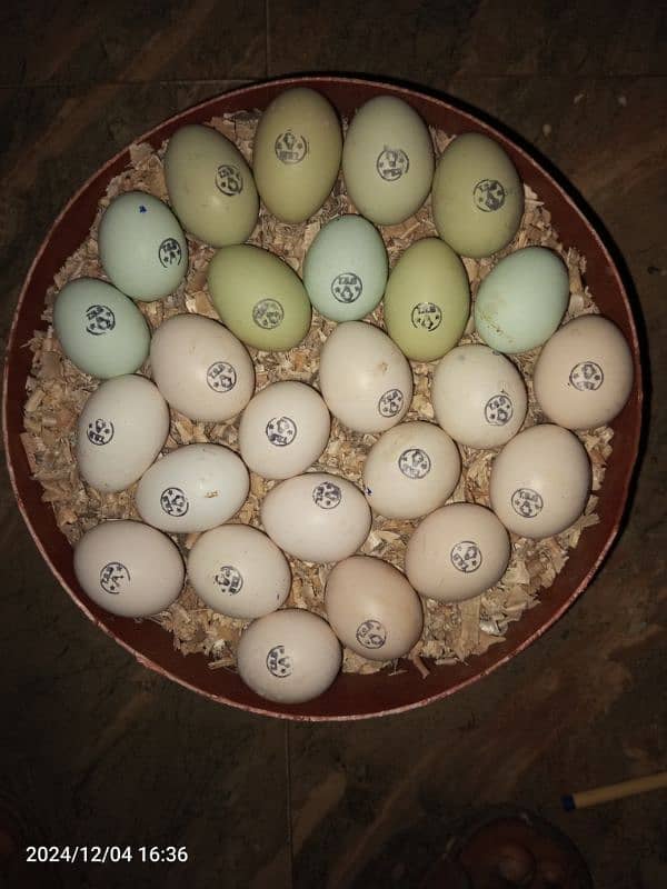 Fancy Blue &green Eggs Dani Wali Rear Breed ka Eggs& Chiks available 8