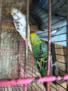 bagri parrot 2 pairs with cage