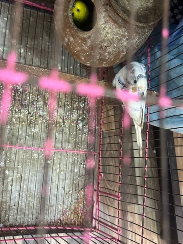 bagri parrot 2 pairs with cage 1