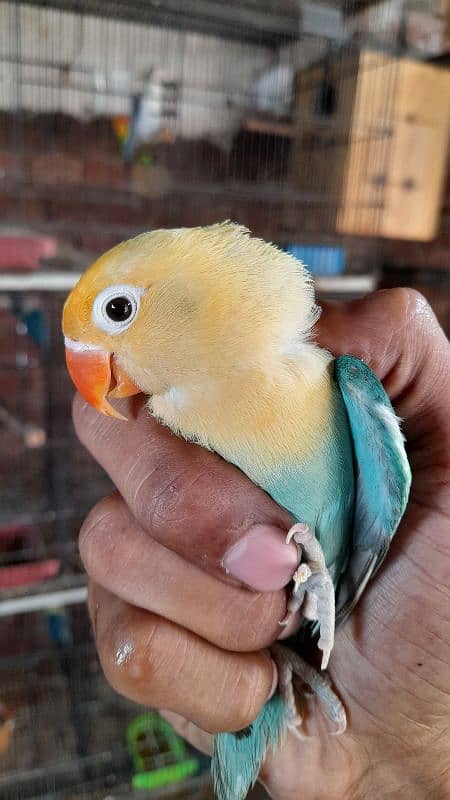 Parblue Opline,  Parblue Euwing Opaline Female 4