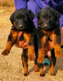 German Shepherd pair for sale