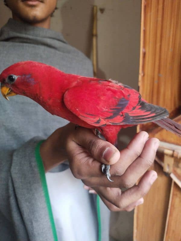 RED MALLACAN LORY 0