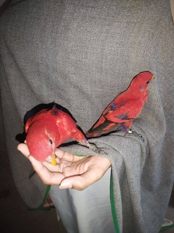 RED MALLACAN LORY 3