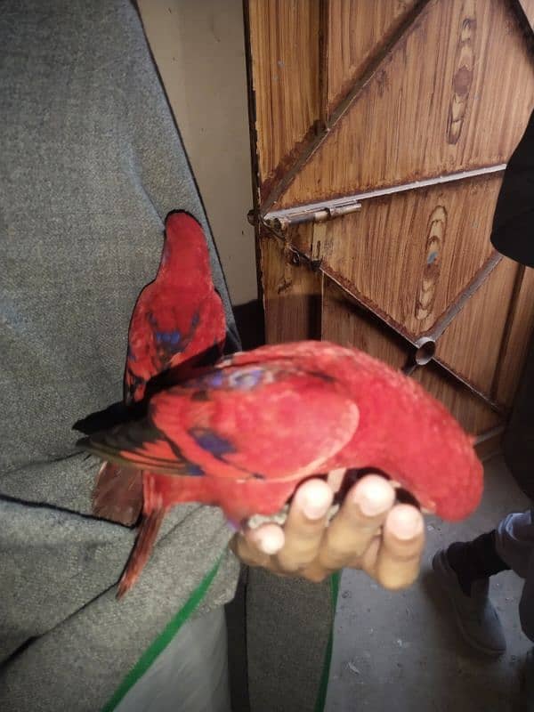 RED MALLACAN LORY 4