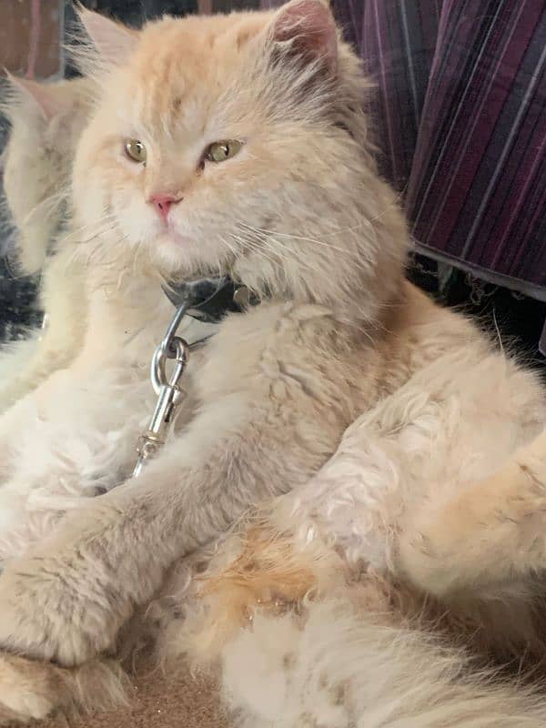 Male Persian cat 0