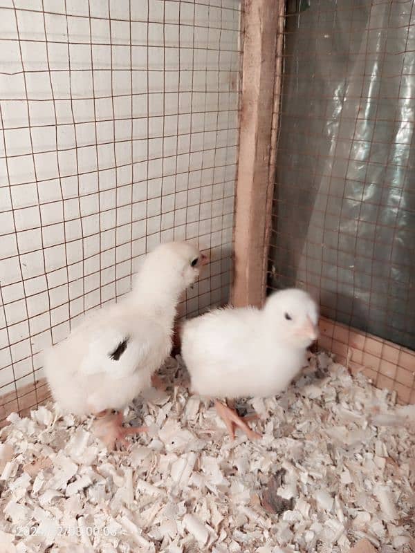 Fancy Blue &green Eggs Dani Wali Rear Breed ka Eggs& Chiks available 5