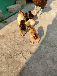 Pure Aseel Chicks for sale