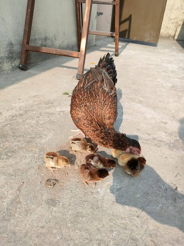 Pure Aseel Chicks for sale 1