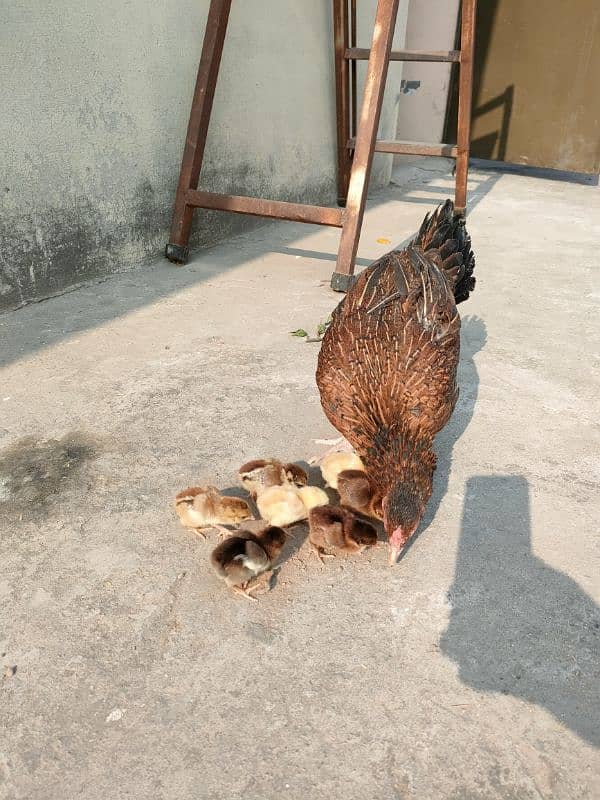 Pure Aseel Chicks for sale 2