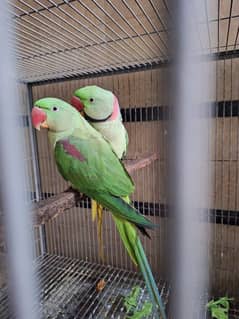 Raw Breeder Pair / green parrots / breeder pair [location: Gujranwala]