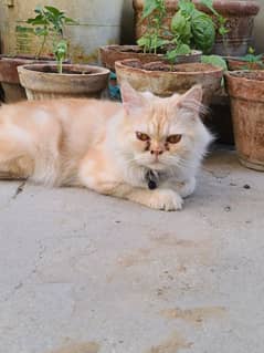 Persian Cat