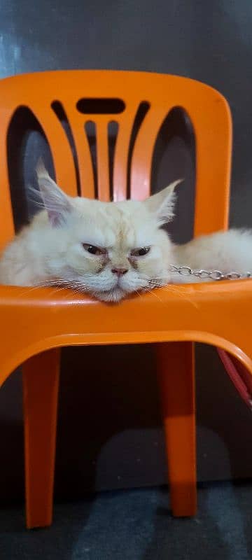 Persian Cat 2