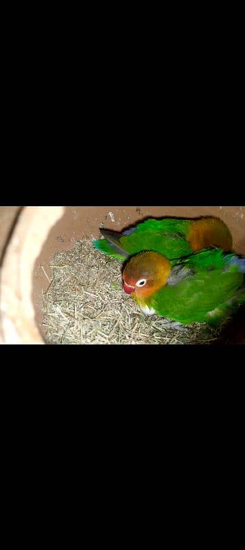 lovebird watsup 03006020223 1