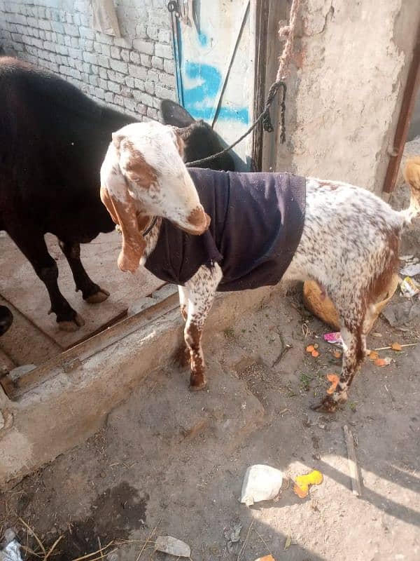 bakri haaqeeka ky Lia available ha safi gosht 15kg 0