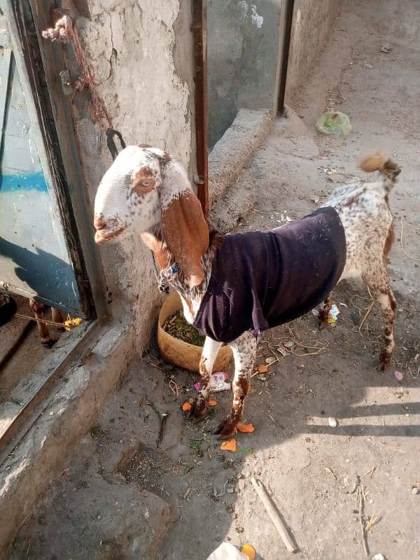 bakri haaqeeka ky Lia available ha safi gosht 15kg 1