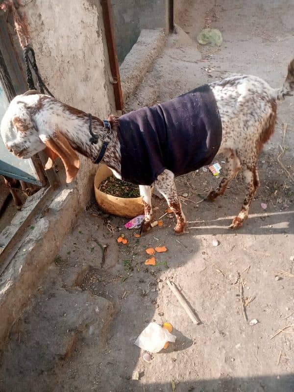 bakri haaqeeka ky Lia available ha safi gosht 15kg 2