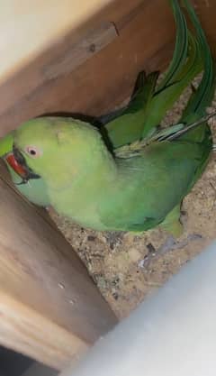 ringneck breeder pair