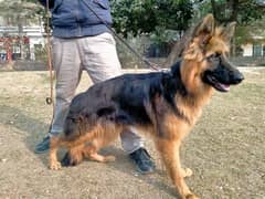 German shepherd Male Long Coat