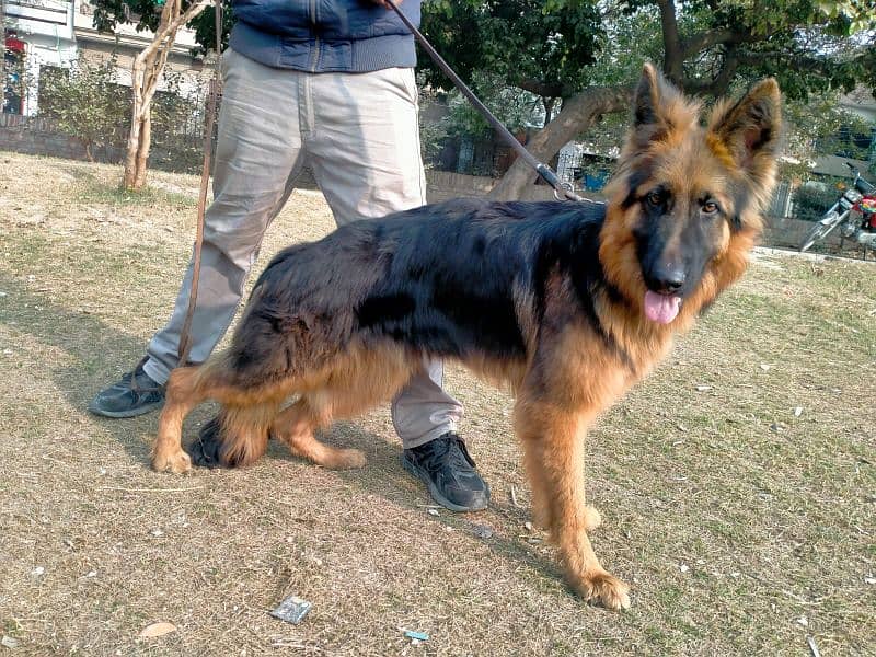 German shepherd Male Long Coat 1