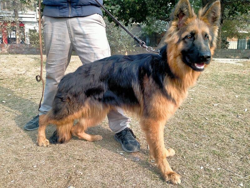 German shepherd Male Long Coat 2