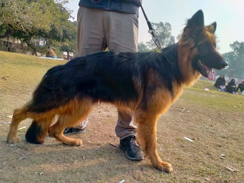 German shepherd Male Long Coat 3